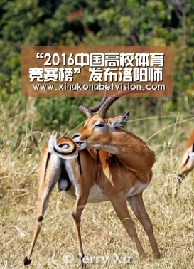 “2016中国高校体育竞赛榜”发布洛阳师院列第65位:星空体育(图1) 星空平台